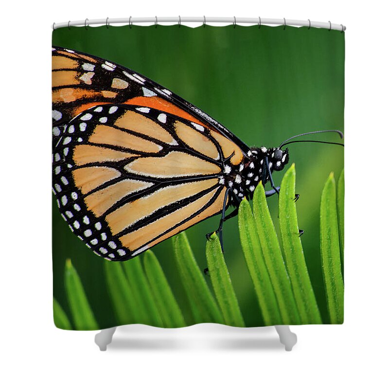 Monarch Shower Curtain featuring the photograph Monarch Butterfly 7642-101417-1cr by Tam Ryan
