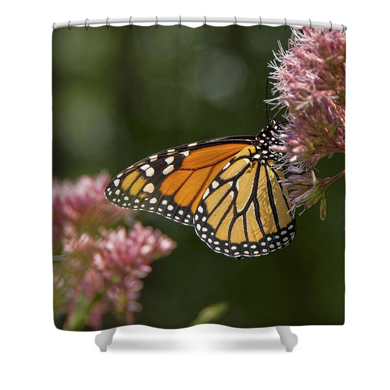 Maine Shower Curtain featuring the photograph Monarch Butterfly by Alana Ranney