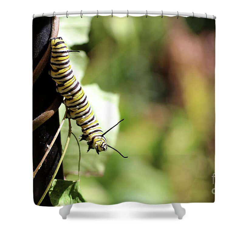 Monarch Shower Curtain featuring the photograph Monarch Butterfly Caterpillar looking at you by Adam Long