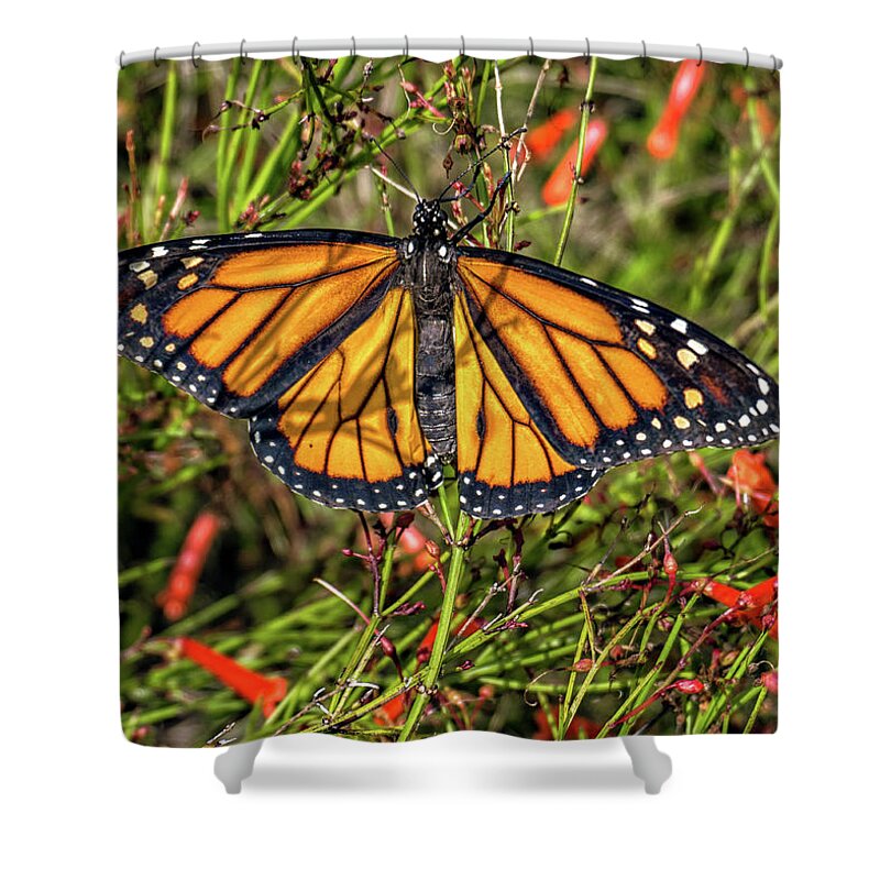 Butterfly Shower Curtain featuring the photograph Monarch Butterfly by Dennis Dugan