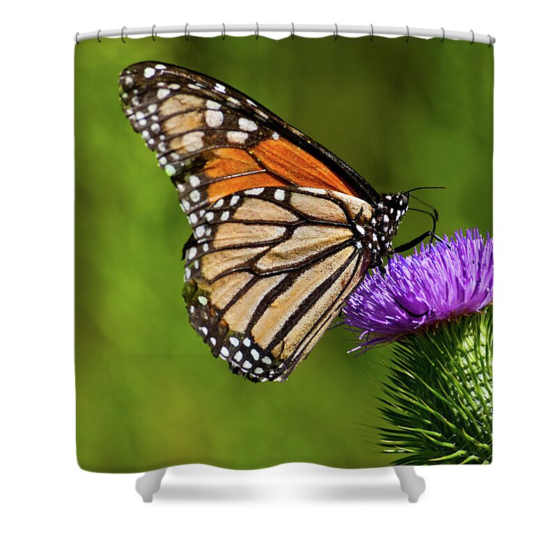 Animal Shower Curtain featuring the photograph Monarch Butterfly on a Thistle by Jeff Goulden