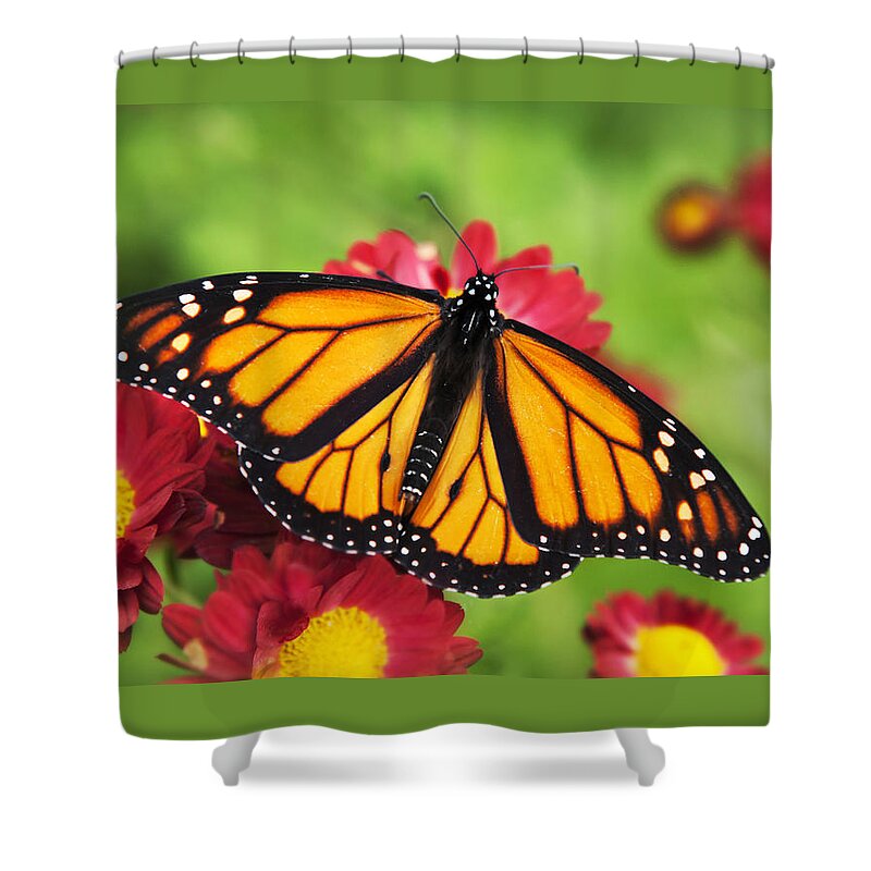Monarch Butterfly Shower Curtain featuring the photograph Monarch Butterfly on Red Mums by Christina Rollo
