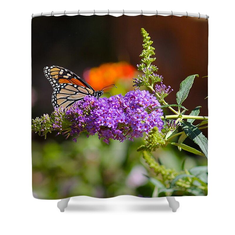 Monarch Shower Curtain featuring the photograph Monarch Butterfly on the Butterfly bush by Liz Vernand