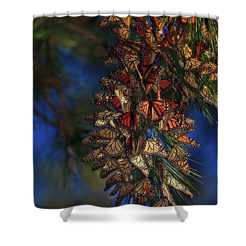 Monarch Cluster Shower Curtain featuring the photograph Monarch Cluster by Beth Sargent
