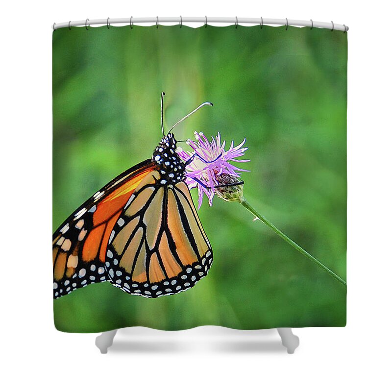 Monarch Butterfly Shower Curtain featuring the photograph Monarch in the Meadow by Peg Runyan
