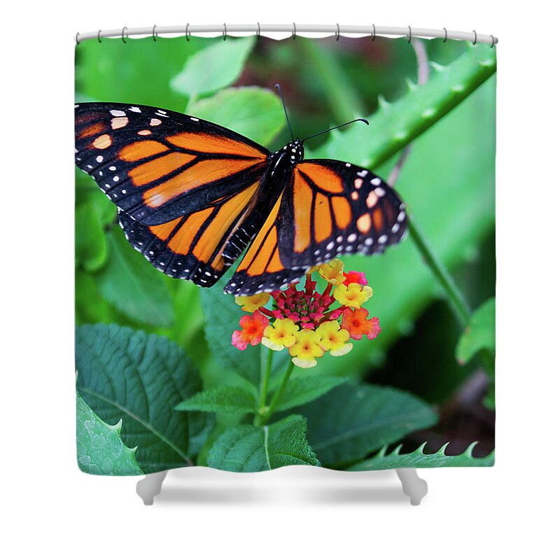 Butterfly Shower Curtain featuring the photograph Monarch by Kent Nancollas