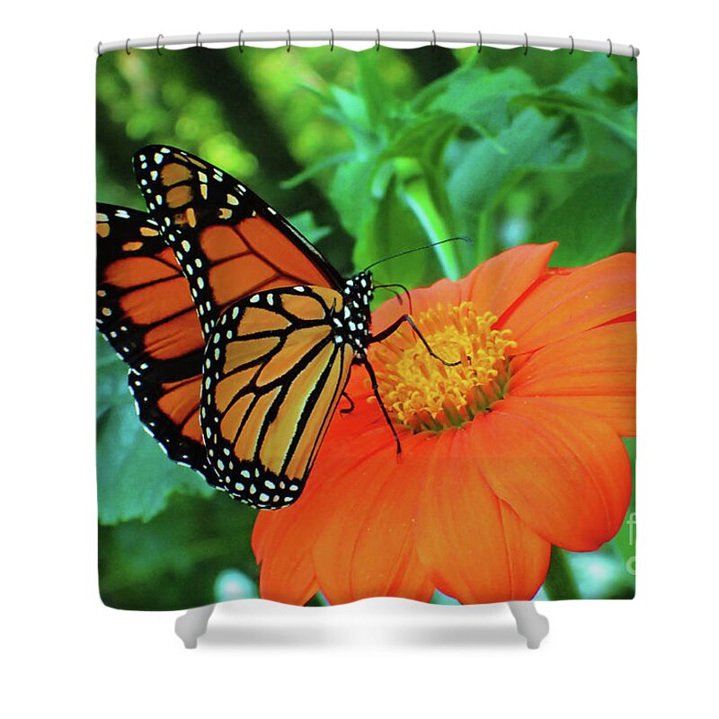 Monarch Shower Curtain featuring the photograph Monarch on Mexican Sunflower by Nicole Angell