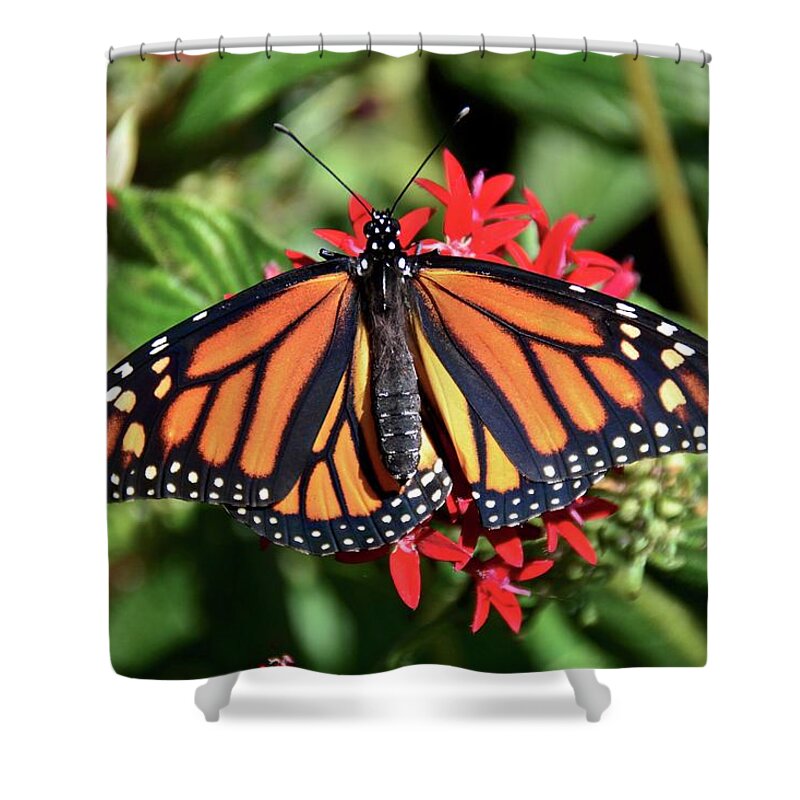 Butterfly Shower Curtain featuring the photograph Monarch on Red Pentas by Carol Bradley
