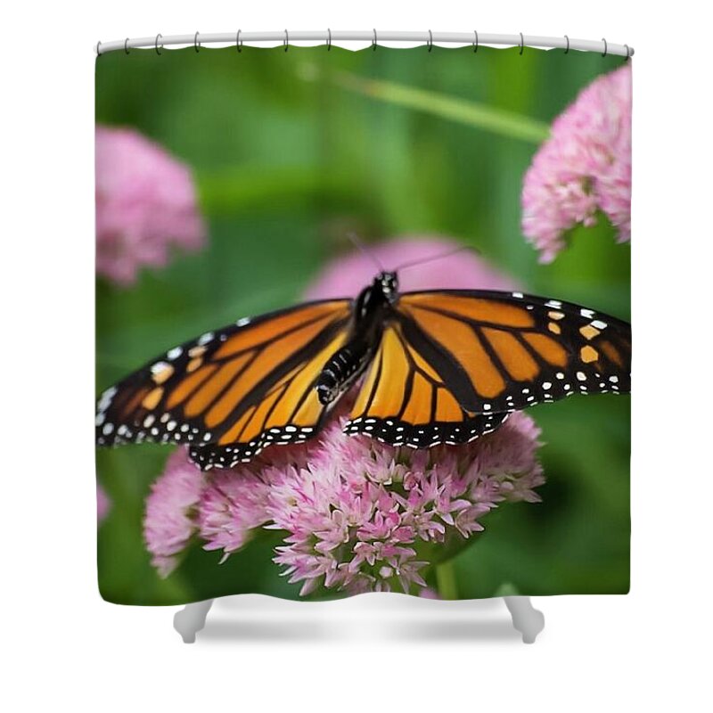 Monarch Shower Curtain featuring the photograph Monarch on Sedum by Terri Hart-Ellis