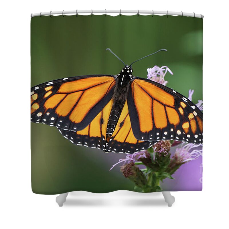 Monarch Butterfly Shower Curtain featuring the photograph Monarch on Spiked Blazing Star by Robert E Alter Reflections of Infinity