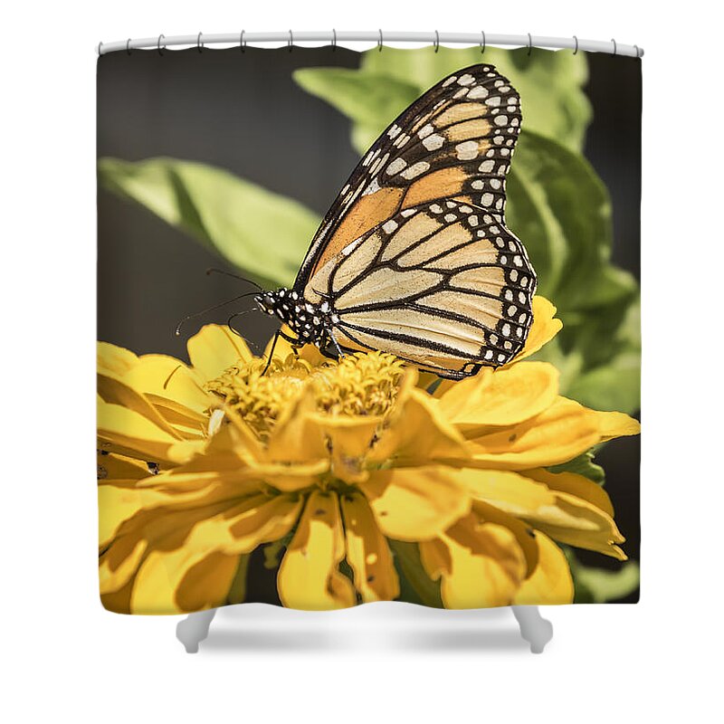 Monarch Butterfly Shower Curtain featuring the photograph Monarch On Zinnia by Thomas Young
