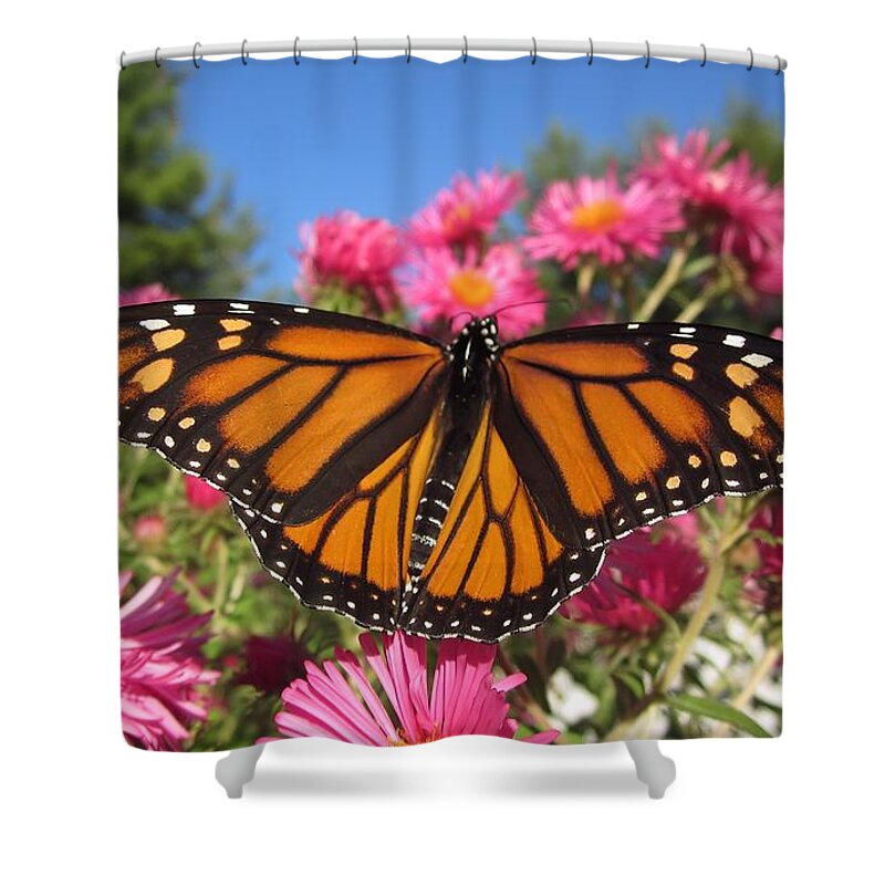 Monarch Shower Curtain featuring the photograph Monarch Wings by MTBobbins Photography