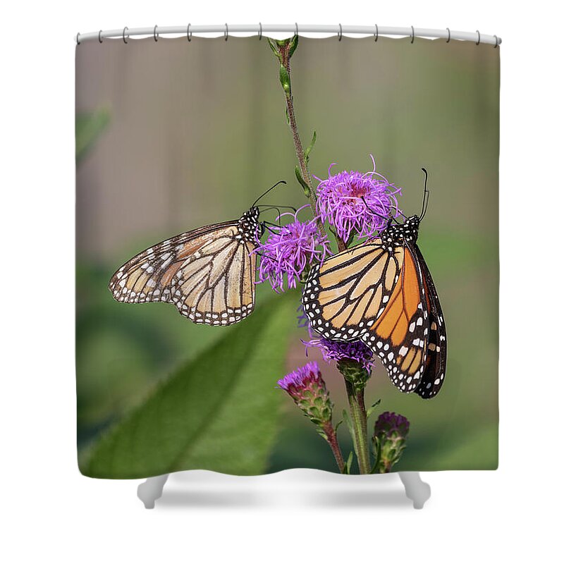 Monarch Butterfly Shower Curtain featuring the photograph Monarchs 2018-1 by Thomas Young