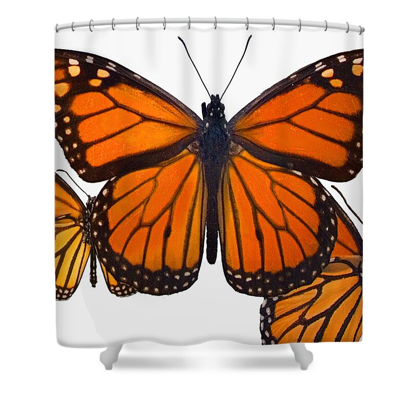 Butterfly Shower Curtain featuring the photograph Monarchs by Sharon Foster