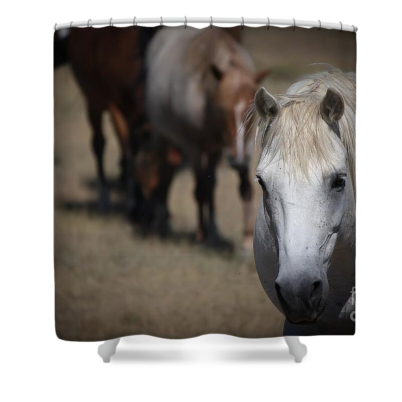 Horses Shower Curtain featuring the photograph Monero Mustangs Wild Horses by Veronica Batterson