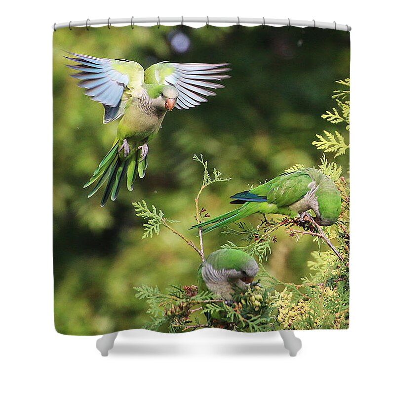 Wildlife Shower Curtain featuring the photograph Monk Parakeets Feeding On Evergreens 1 by William Selander