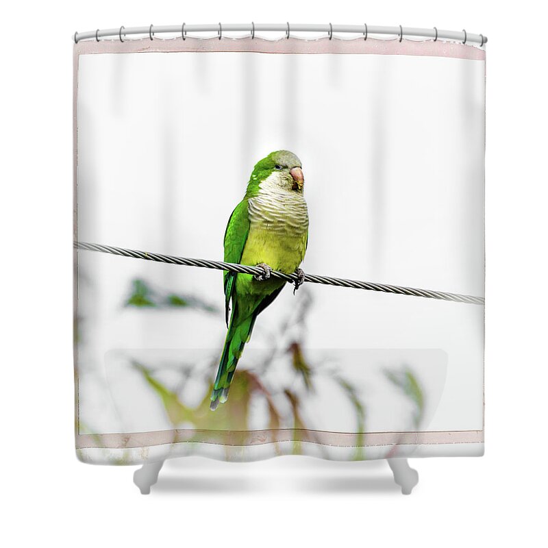 Monk Parrot Shower Curtain featuring the photograph Monk Parrot in Hidalgo Texas by Debra Martz