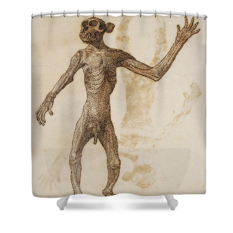 Ape Shower Curtain featuring the drawing Monkey Standing, Anterior View by George Stubbs