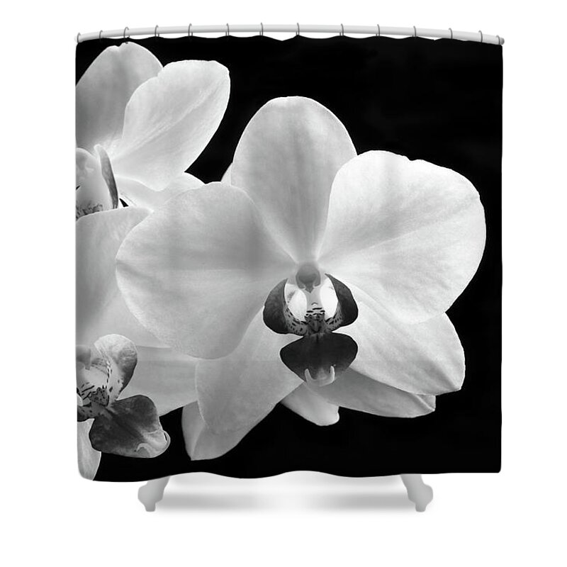 Orchid Shower Curtain featuring the photograph Monochrome Orchid by Terence Davis