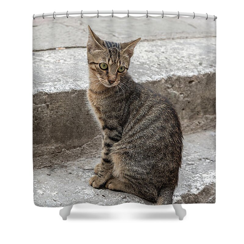 Cat Shower Curtain featuring the photograph Montenegro Kotor Kitty by Antony McAulay