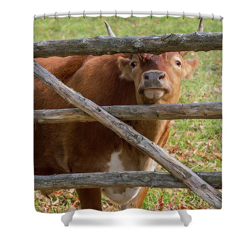 Randall Cattle Shower Curtain featuring the photograph Moo by Bill Wakeley