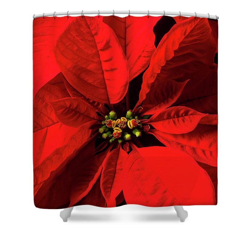 Red Poinsettia Shower Curtain featuring the photograph Moody poinsettia by Garry Gay