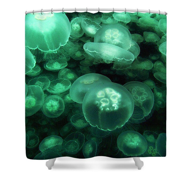 Mp Shower Curtain featuring the photograph Moon Jellyfish off Alaska by Hiroya Minakuchi