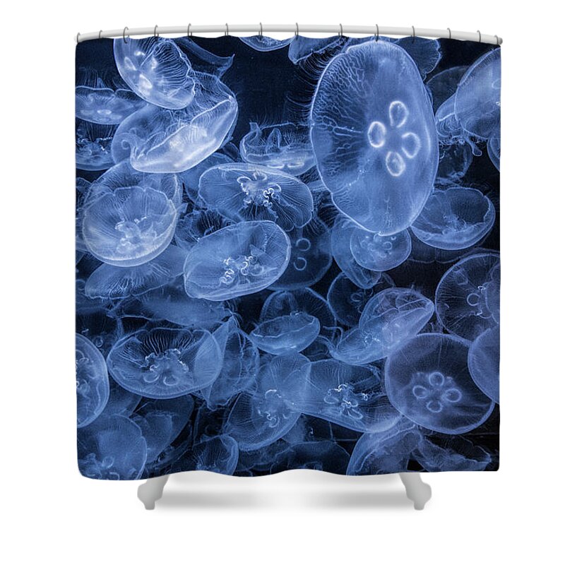 Jellyfish Shower Curtain featuring the photograph Moon Jellyfish in False Color at the Cabrillo Marine Aquarium by Randall Nyhof