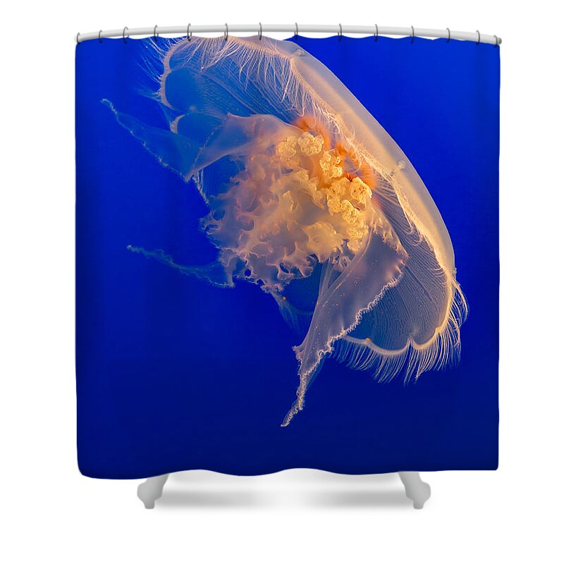 Jellyfish Shower Curtain featuring the photograph Moon Jellyfish by Jerry Fornarotto