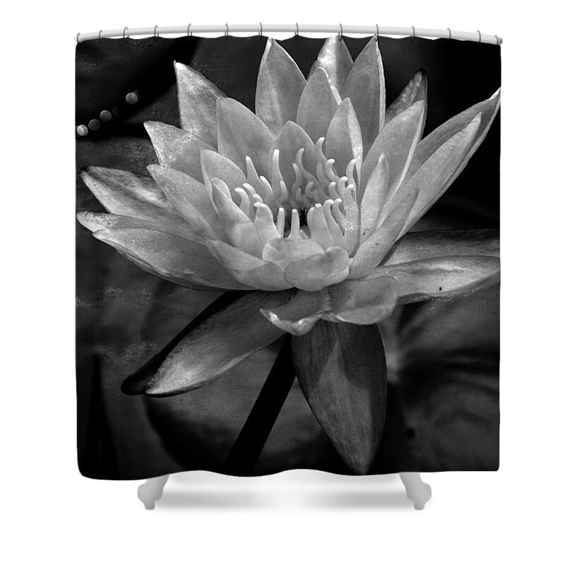 Water Lily Shower Curtain featuring the mixed media Moonlit Water Lily BW by Lesa Fine