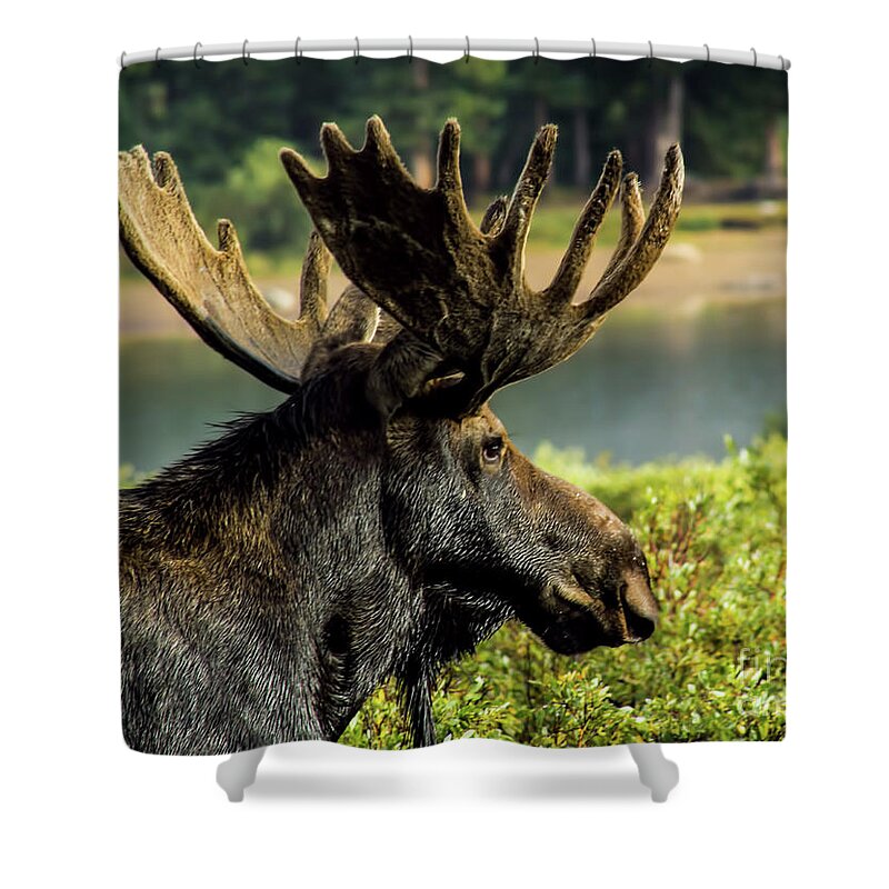 Moose Shower Curtain featuring the photograph Moose Adventure by Steven Parker