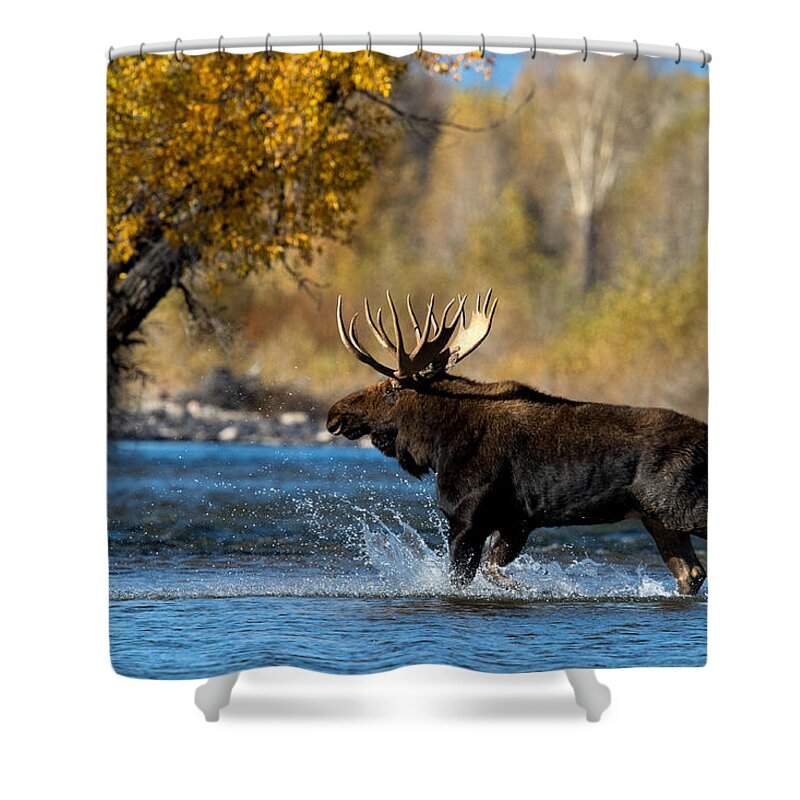 Moose Shower Curtain featuring the photograph Moose Crossing by Shari Sommerfeld