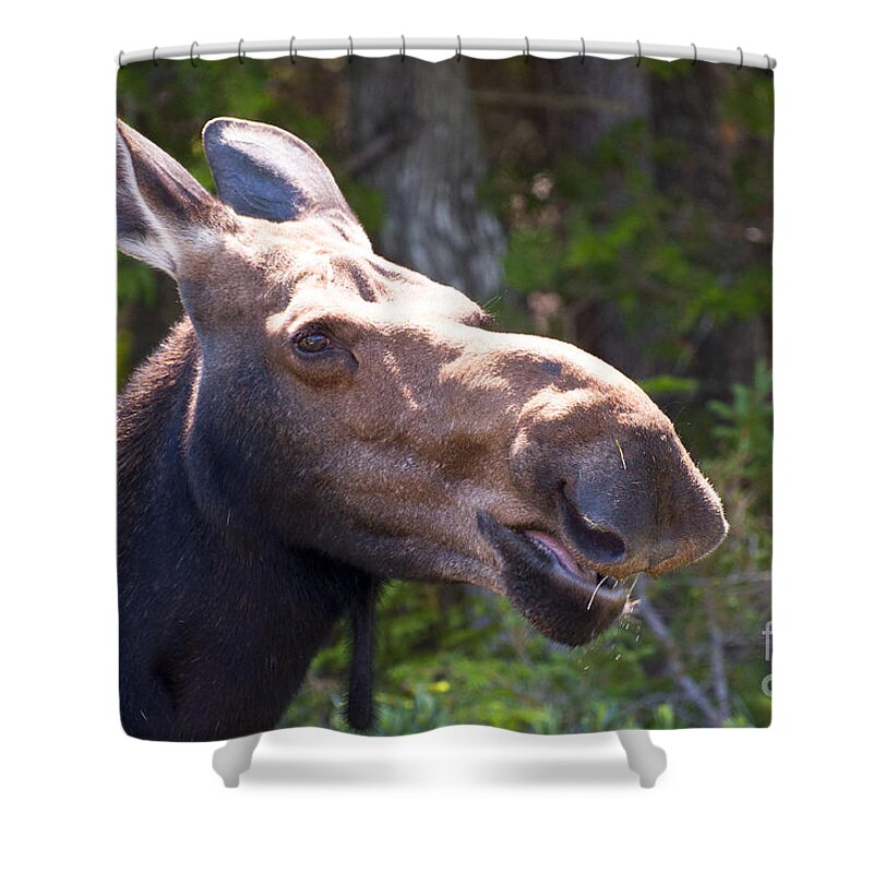 Moose Shower Curtain featuring the photograph Moose Head Shot by Glenn Gordon