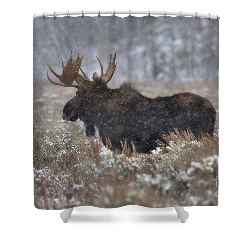 Moose Shower Curtain featuring the photograph Moose In The Snowy Brush by Adam Jewell
