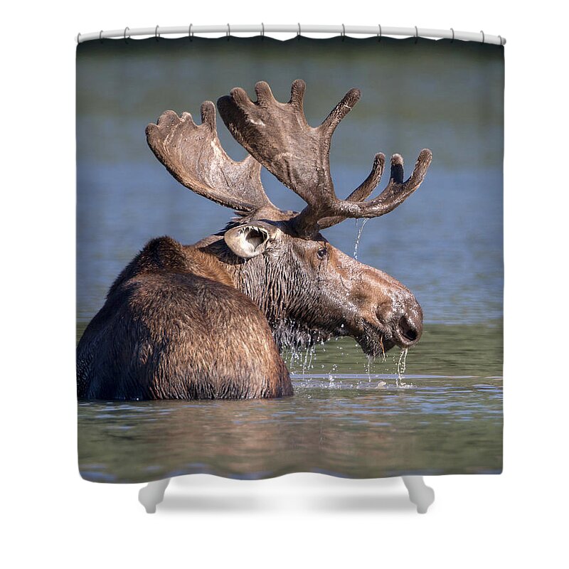 Moose Shower Curtain featuring the photograph Moose Profile by Jack Bell