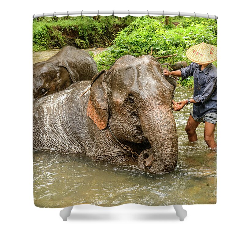 Elephant Shower Curtain featuring the photograph Morning Ablutions 4 by Werner Padarin