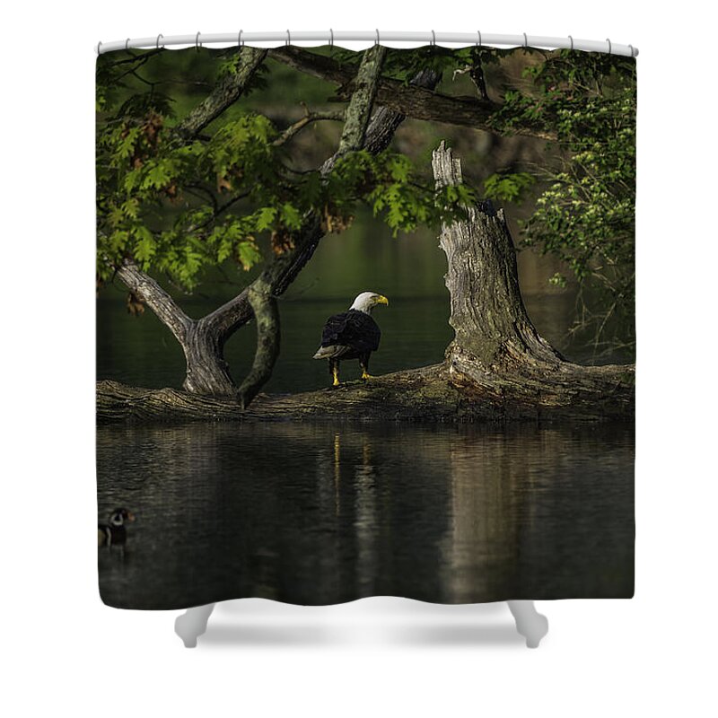 Eagle Shower Curtain featuring the photograph Morning Bath by Everet Regal