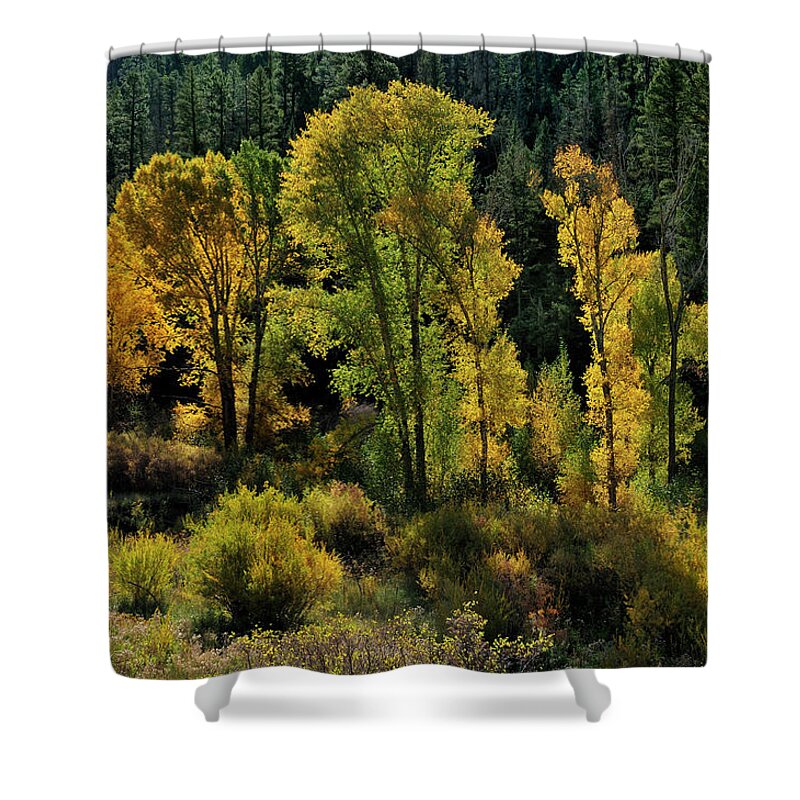 Landscape Shower Curtain featuring the photograph Morning Cottonwoods by Ron Cline