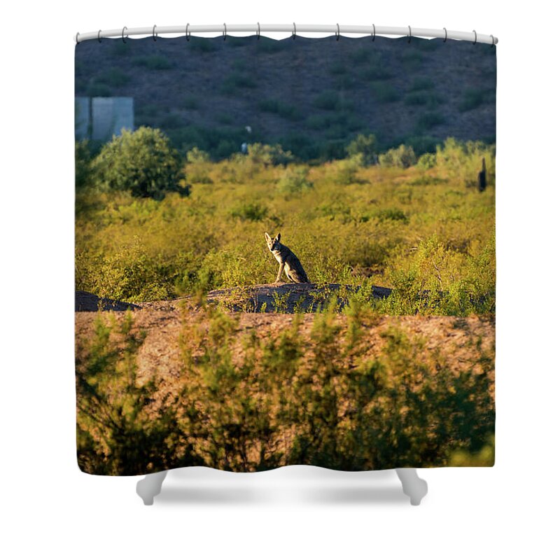 Coyote Shower Curtain featuring the photograph Morning Coyote by Douglas Killourie