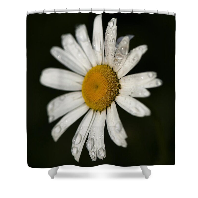  Shower Curtain featuring the photograph Morning Daisy by Dan Hefle