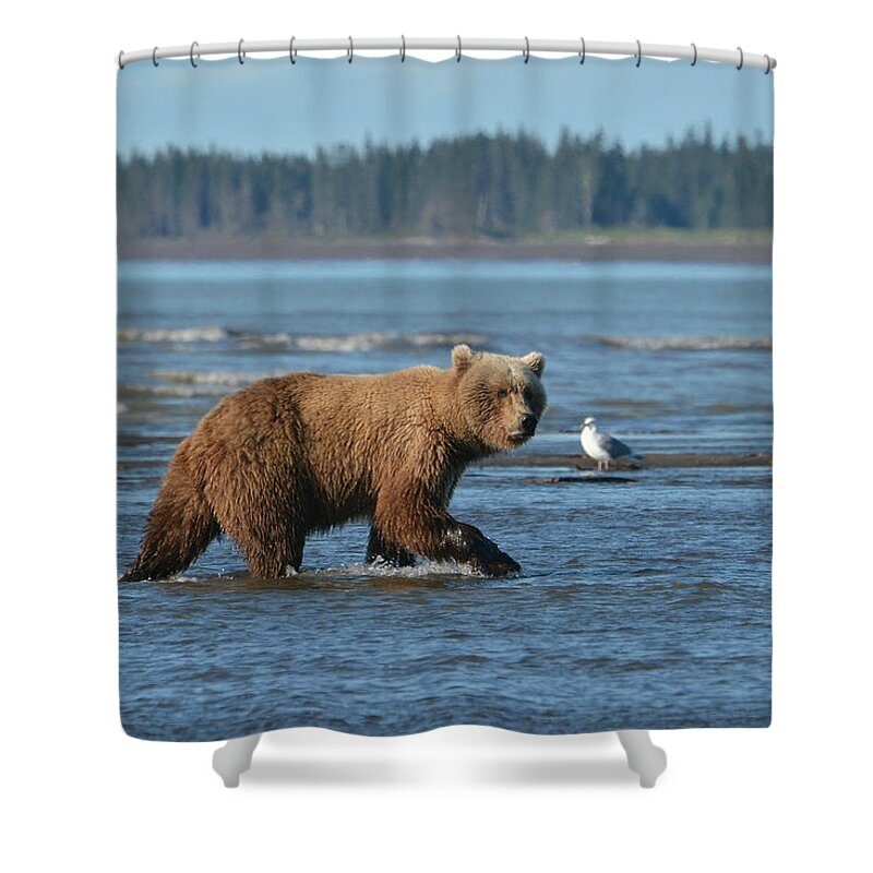 Grizzly Bear Shower Curtain featuring the photograph Morning Excursion by Fraida Gutovich