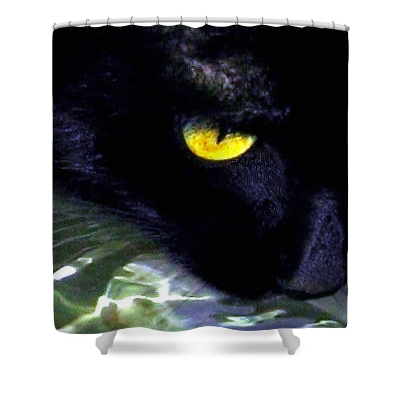 Cat Shower Curtain featuring the photograph Morning Laps by Will Borden