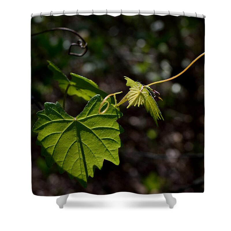 Leaf Shower Curtain featuring the photograph Morning Light by Karen Harrison Brown