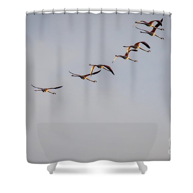 Animalia Shower Curtain featuring the photograph Morning Over The Lagoon by Jivko Nakev