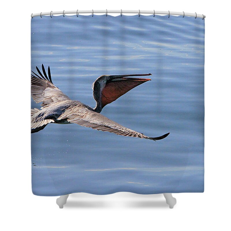 Pelican Shower Curtain featuring the photograph Morning Pelican by Shoal Hollingsworth