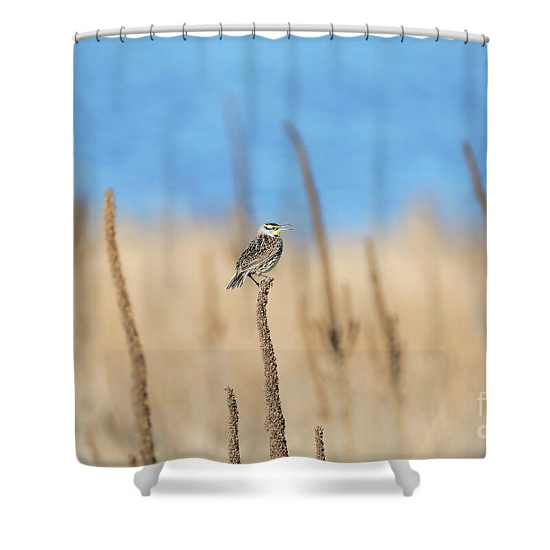 Common Mullein Shower Curtain featuring the photograph Morning Song by Elizabeth Winter