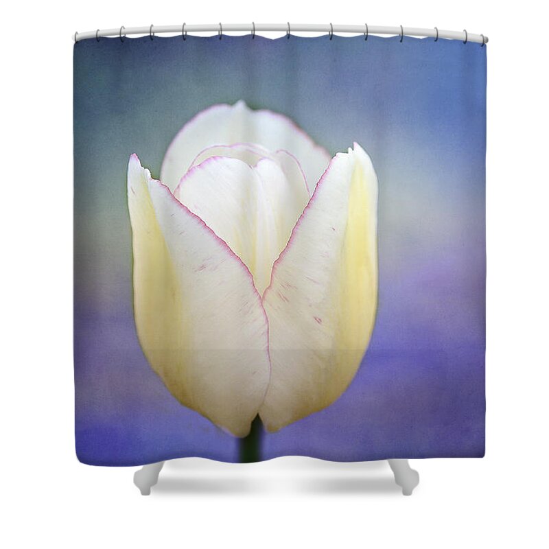 White Tulip Shower Curtain featuring the photograph Morning Star by Marina Kojukhova
