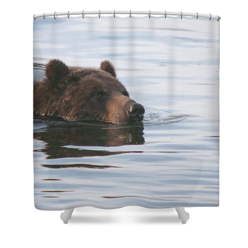 Yellowstone Shower Curtain featuring the photograph Morning Swim by Steve Stuller