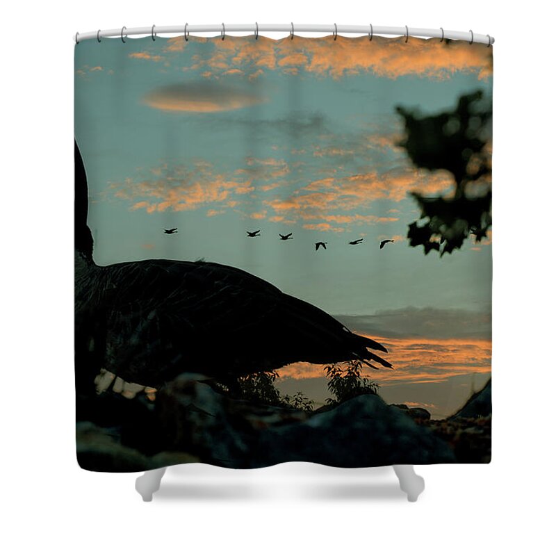 Canadian Geese Shower Curtain featuring the photograph Morning Traffic Canadian Geese by Lesa Fine