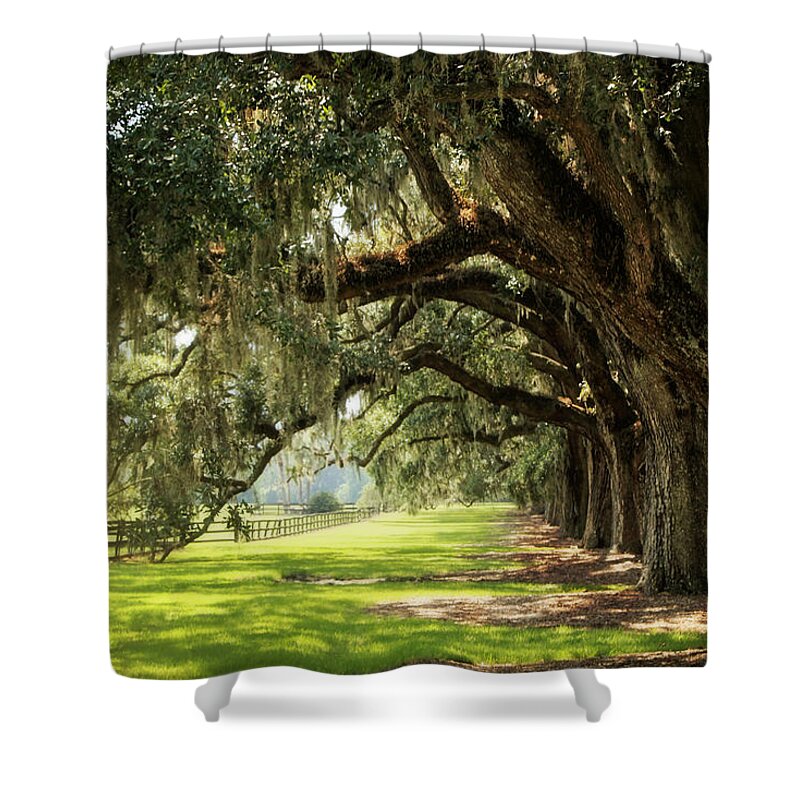 Nature Shower Curtain featuring the photograph Morning Under The Mossy Oaks by Sharon McConnell
